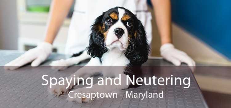 Spaying and Neutering Cresaptown - Maryland