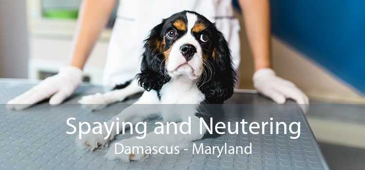 Spaying and Neutering Damascus - Maryland