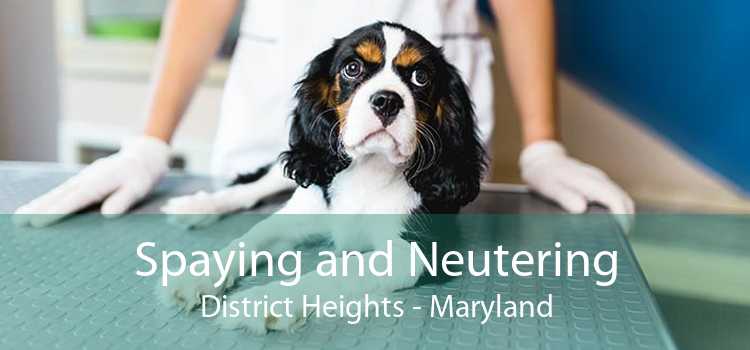 Spaying and Neutering District Heights - Maryland