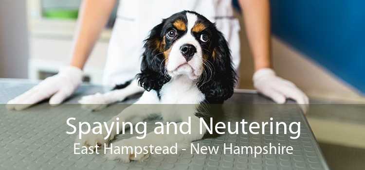 Spaying and Neutering East Hampstead - New Hampshire