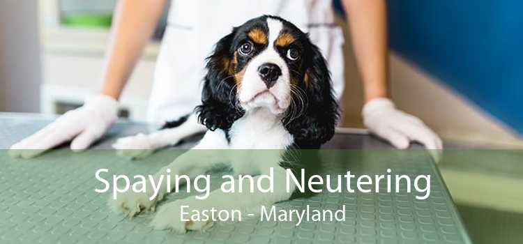 Spaying and Neutering Easton - Maryland