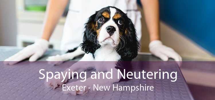 Spaying and Neutering Exeter - New Hampshire