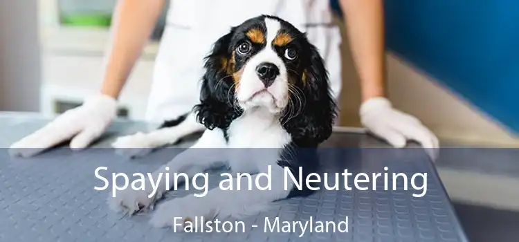 Spaying and Neutering Fallston - Maryland