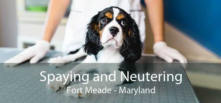 Spaying and Neutering Fort Meade - Maryland