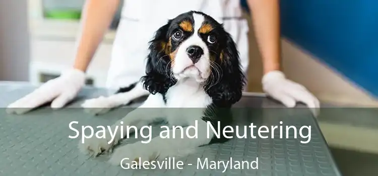 Spaying and Neutering Galesville - Maryland