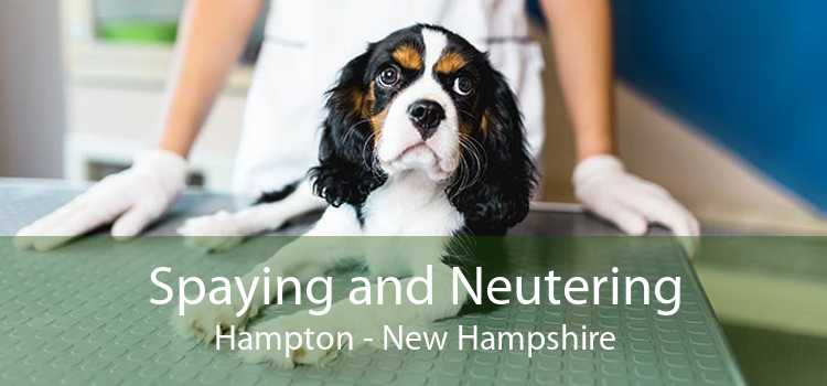 Spaying and Neutering Hampton - New Hampshire