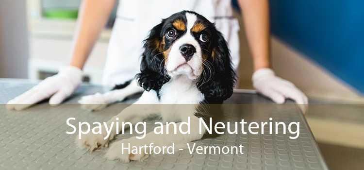 Spaying and Neutering Hartford - Vermont