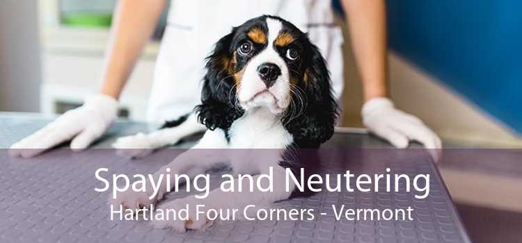 Spaying and Neutering Hartland Four Corners - Vermont