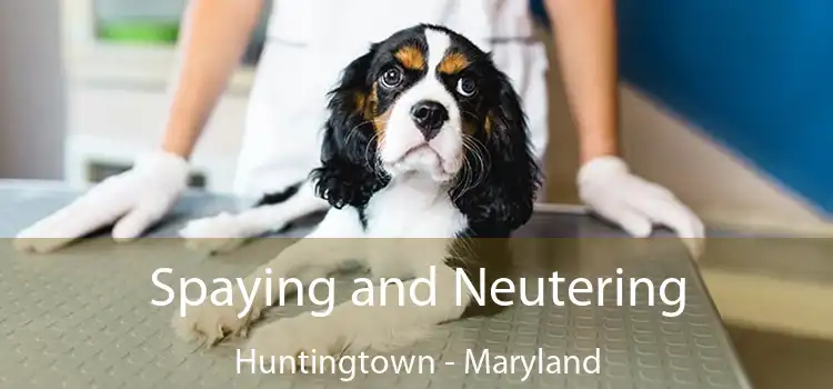 Spaying and Neutering Huntingtown - Maryland