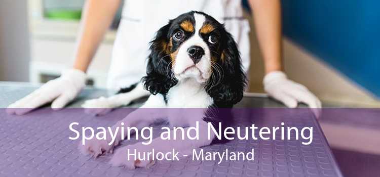 Spaying and Neutering Hurlock - Maryland