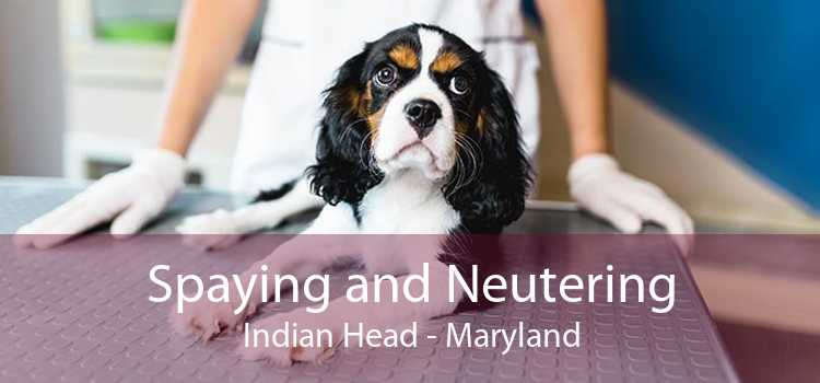 Spaying and Neutering Indian Head - Maryland