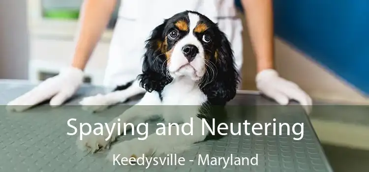 Spaying and Neutering Keedysville - Maryland