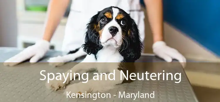 Spaying and Neutering Kensington - Maryland
