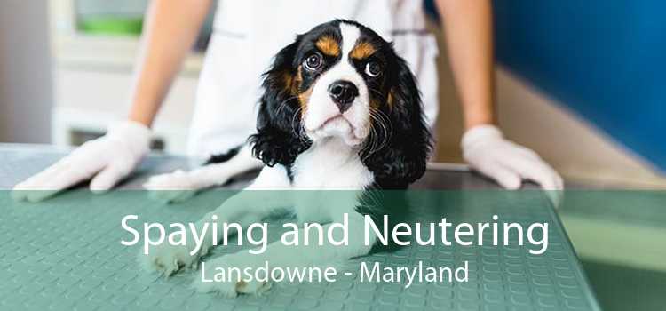 Spaying and Neutering Lansdowne - Maryland