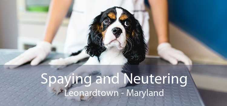 Spaying and Neutering Leonardtown - Maryland