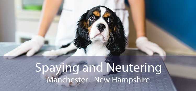 Spaying and Neutering Manchester - New Hampshire
