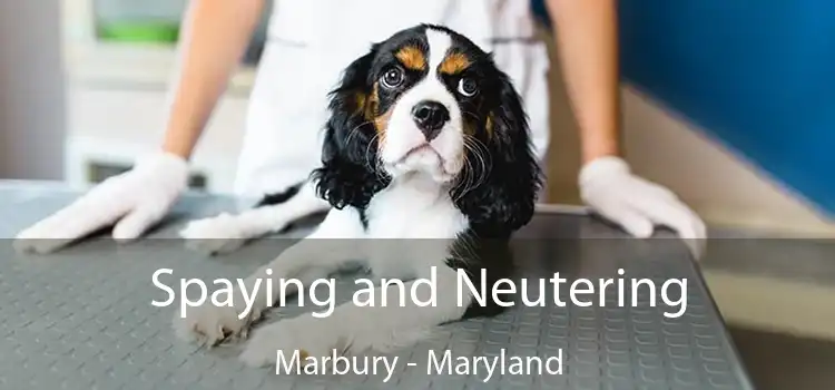 Spaying and Neutering Marbury - Maryland
