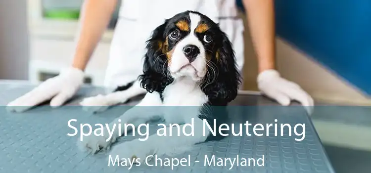 Spaying and Neutering Mays Chapel - Maryland