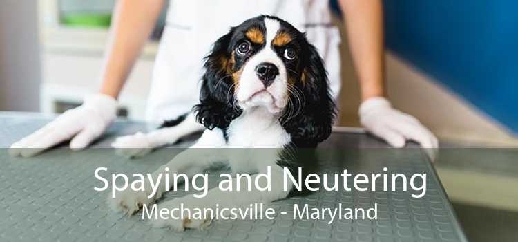 Spaying and Neutering Mechanicsville - Maryland