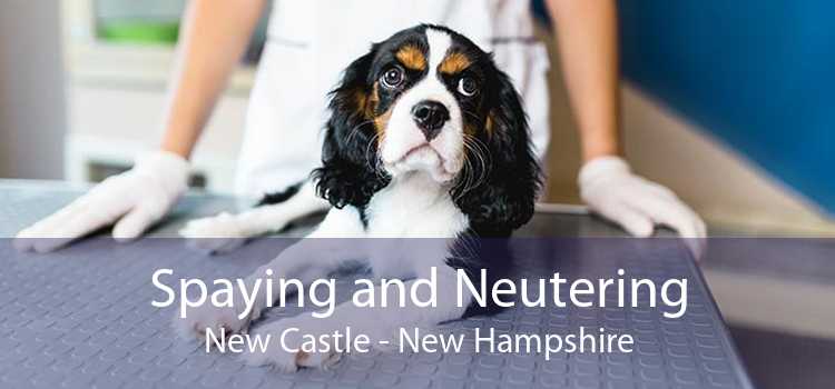 Spaying and Neutering New Castle - New Hampshire