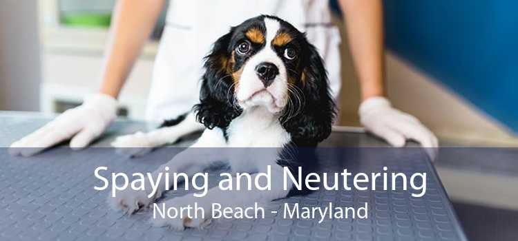 Spaying and Neutering North Beach - Maryland