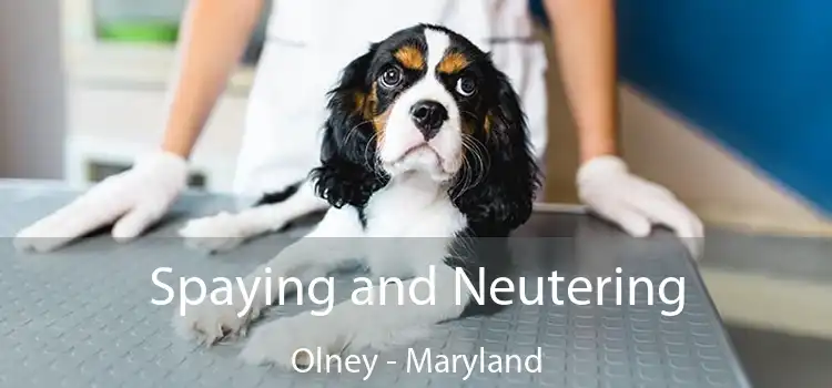 Spaying and Neutering Olney - Maryland
