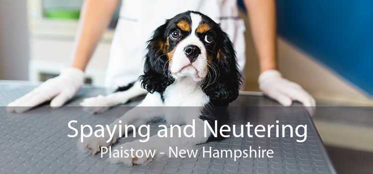 Spaying and Neutering Plaistow - New Hampshire