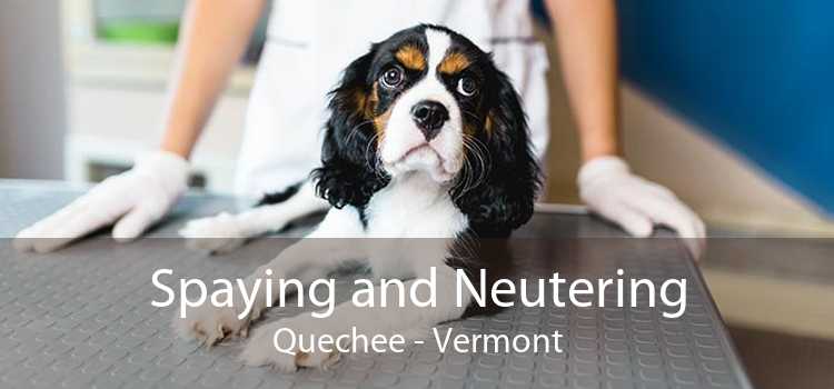 Spaying and Neutering Quechee - Vermont