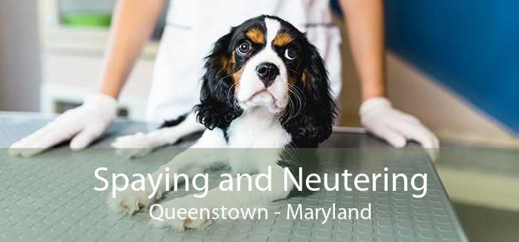 Spaying and Neutering Queenstown - Maryland