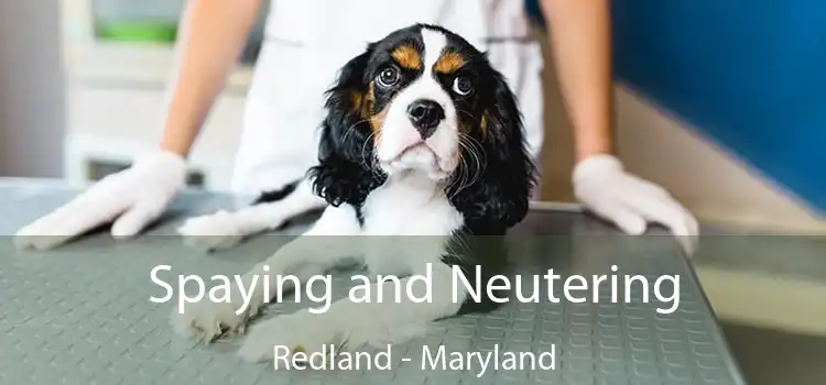 Spaying and Neutering Redland - Maryland