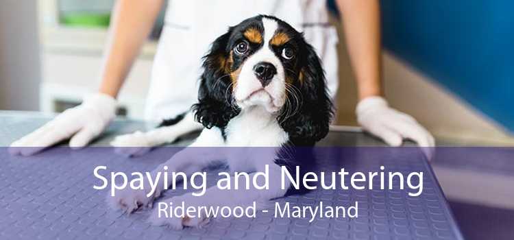 Spaying and Neutering Riderwood - Maryland