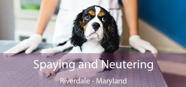 Spaying and Neutering Riverdale - Maryland