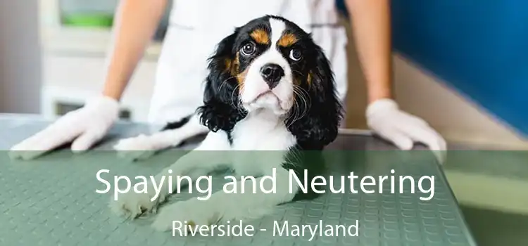 Spaying and Neutering Riverside - Maryland