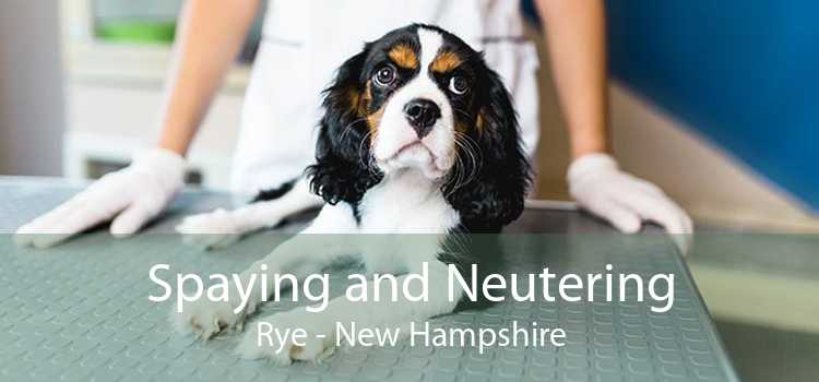 Spaying and Neutering Rye - New Hampshire