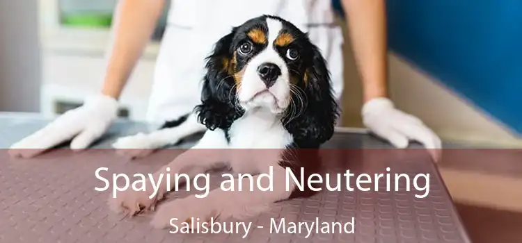 Spaying and Neutering Salisbury - Maryland