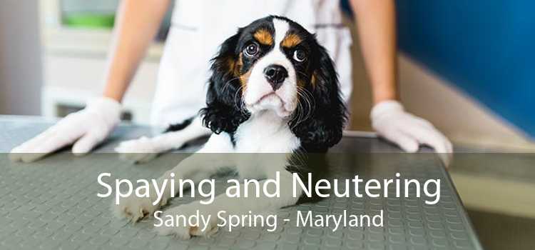 Spaying and Neutering Sandy Spring - Maryland
