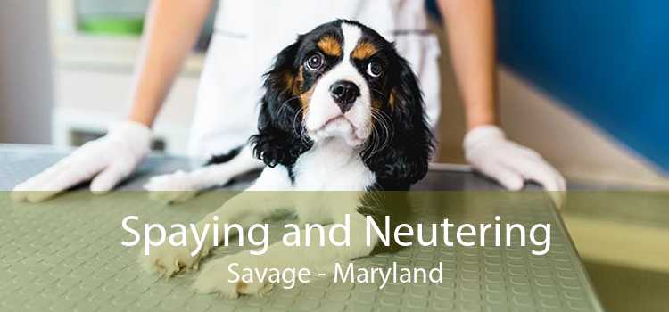 Spaying and Neutering Savage - Maryland