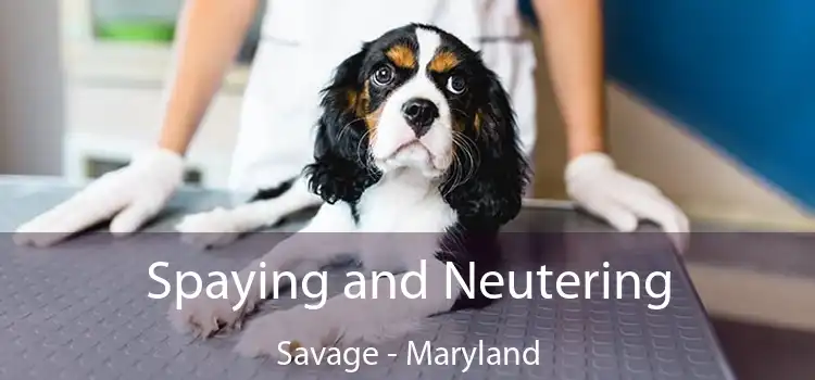 Spaying and Neutering Savage - Maryland