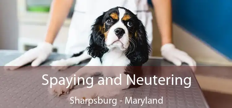 Spaying and Neutering Sharpsburg - Maryland