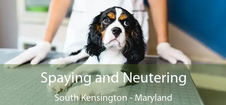 Spaying and Neutering South Kensington - Maryland