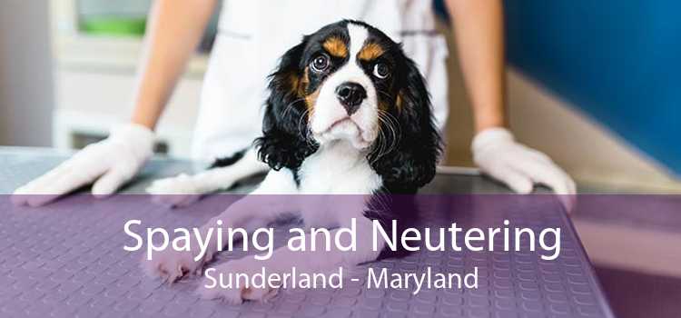 Spaying and Neutering Sunderland - Maryland