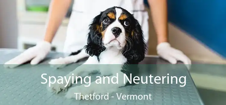 Spaying and Neutering Thetford - Vermont