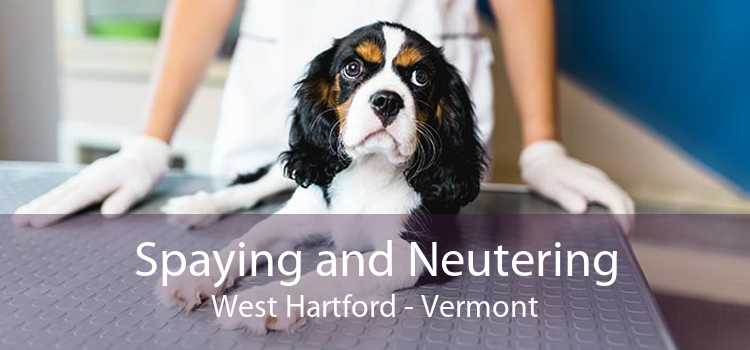 Spaying and Neutering West Hartford - Vermont