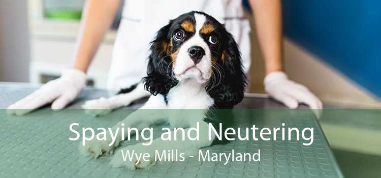 Spaying and Neutering Wye Mills - Maryland