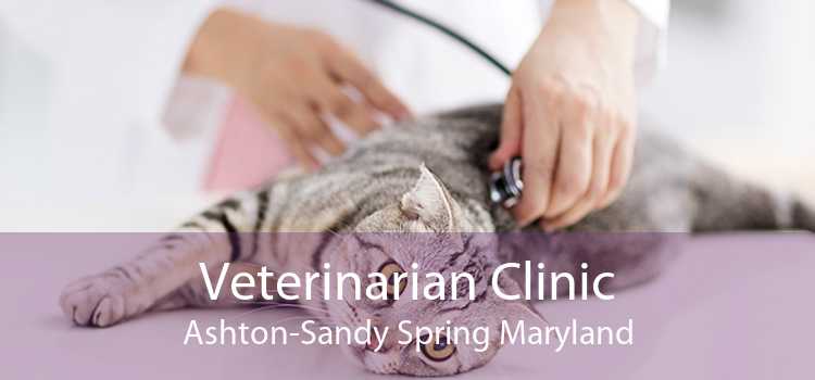 Veterinarian Clinic Ashton-Sandy Spring Maryland