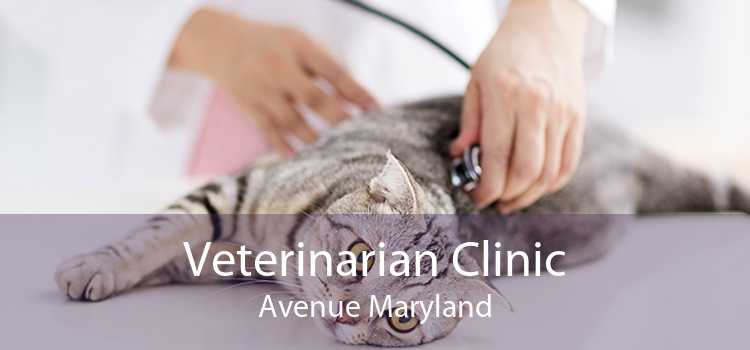 Veterinarian Clinic Avenue Maryland