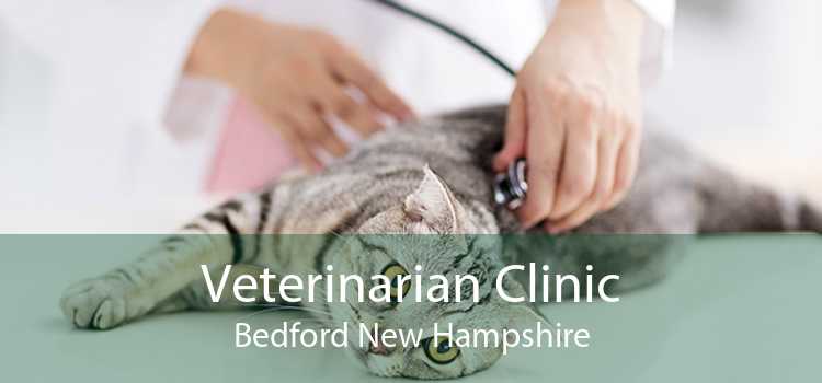 Veterinarian Clinic Bedford New Hampshire