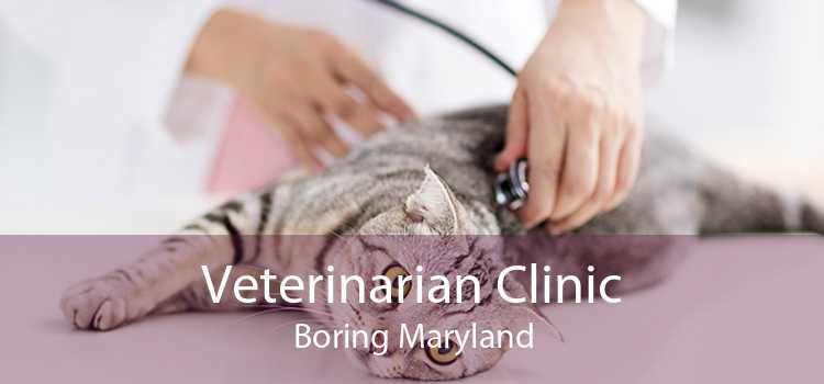 Veterinarian Clinic Boring Maryland