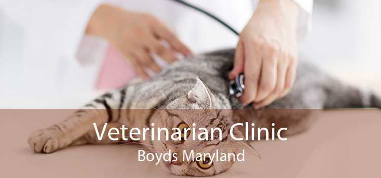 Veterinarian Clinic Boyds Maryland
