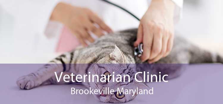Veterinarian Clinic Brookeville Maryland